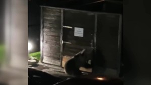 Tatranskí turisti si z balkónov nakrútili medvedicu, ktorá sa dobíjala do kontajnerov. Neďaleko boli jej mláďatá