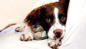 Nezačipované zviera. Ošetriť alebo nahlásiť, riešia veterinári