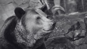 ZOO Bratislava smúti: Po 30 rokoch museli utratiť jediného medveďa Felixa