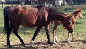 Prípad zastrelených koní sa dostal pred súd. Sudca mužovi zakázal poľovať
