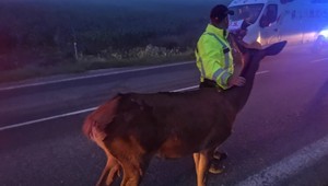 FOTO: Kuriózna zrážka so zverou na Orave. Srna po nehode ostala na mieste