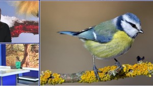 Štúdio 24: Na Slovensku dominuje sýkorka veľká