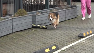 Pomôžte psíkovi s nešťastným osudom. Na šteniatku hasili cigarety