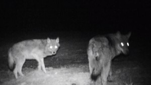 Vlci sú nezvyčajne trúfalí. V zápale lovu došli dokonca až pred obecný úrad