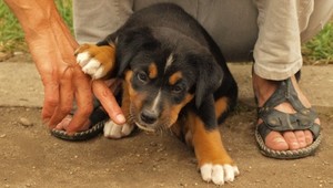 Dvojmesačná Berinka je už v pohodlí svojho domova