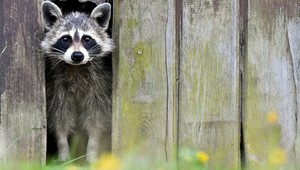 Obyvatelia sa báli, že medvedíci čistotní majú besnotu. Polícia ich vzala do väzby, boli opití