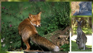 Zvieratká sa spojili! Vykopali si tunel a ušli zo zoo...