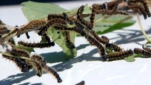 Pažravá pohroma na Slovensku!