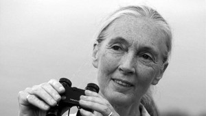 Vo veku 91 rokov zomrela Jane Goodall, britská primatologička a ochrankyňa prírody