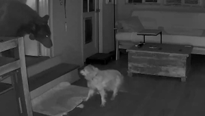 Domácnosti prepadol chlpatý labužník: Najedol sa, zaplával si a odišiel