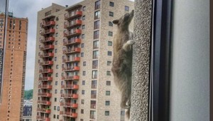 Jej cestu nahor sledovala celá krajina. Chlpatá lezkyňa sa stal hrdinkou po tom, ako vyliezla 25 poschodí