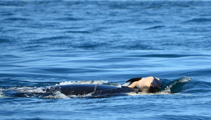 Kosatka po 17 dňoch opustila svoje mŕtve mláďa