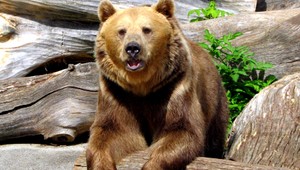 Medvedica sa vyrútila na deti, zachránil ich otec