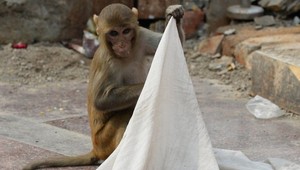 Polícia hľadá opicu