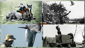 FOTOGALÉRIA. Zvieratá a ich úloha vo vojne