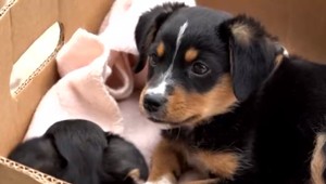 Zviera už viac nie je vec, ale ľudia sa ich naďalej zbavujú. Hrozí im za to väzenie