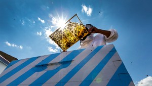 Pozor na falšovaný med z Číny: Láka cenou, no včelári krútia hlavou