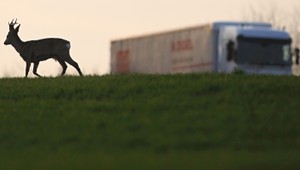 Utopenému srncovi odrezali hlavu, telo nechali tak