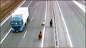 Splašené kone cválali medzi autami na diaľnici pri Trenčíne