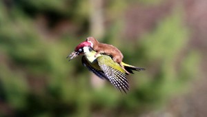 Unikátna fotografia. Lasica letela na chrbte ďatľa