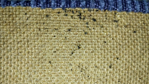 Ploštice na internátoch: Študenti hlásia opakované výskyty aj po deratizácii