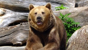 Tieto kroky vás môžu zachrániť pred útokom medveďa