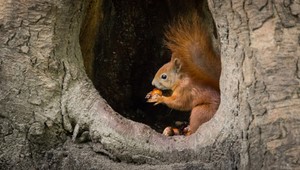 Fotograf šesť rokov sledoval život veveričiek: Výsledok je prekvapujúci