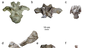 Vedci objavili nový druh dinosaura s dlhým krkom: Po Zemi sa pohyboval pred 150 miliónmi rokov