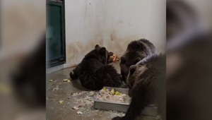 Záchrana medvedieho mláďaťa sa skončila smutne. Kvôli chorobe nariadil veterinár eutanáziu