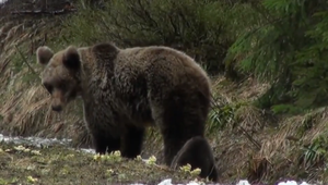 V turistickej lokalite sa pohybuje medvedica s malými