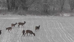 Vodič zrazil srnu, nehodu nasnímala autokamera