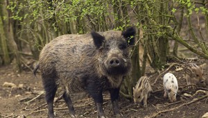 VIDEO: Na ihrisku v Prievidzi vyčíňajú diviaky