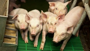 Podvody na bravčovom. 15 ľudí chcelo od štátu 6 miliónov eur na DPH