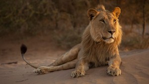 Vojna medzi farmármi a šelmami. Zomrel posledný z piatich levích mušketierov