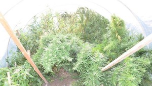 Policajná razia u staršieho manželského páru: Vo fóliovníku pestovali konope, doma držali aj zbrane