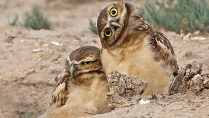 Ožratá sova. Kvôli chľastu nevedela ani húkať!