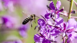 Alergická reakcia po uštipnutí hmyzom? Lekár radí, ako postupovať