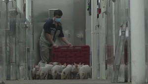 Farmárčenie budúcnosti. Číňania vymysleli efektívny chov zvierat