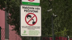 Smutný osud labutích mláďat vyliahnutých na Draždiaku: Zo šiestich neprežilo ani jedno