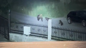 Medveď zničil hospodárstvo. Obyvatelia nevedia, čo majú robiť