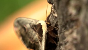 FOTO: V Čachticiach našli mega motýľa. Má až 16 centimetrov a žije z lásky