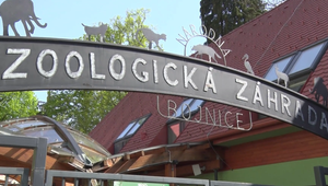 Zoologické záhrady ostávajú zatvorené, straty rátajú v desaťtisícoch eur