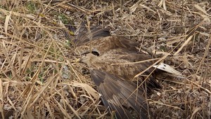Otrávených dravcov pribúda. U jedného z poľovníkov našla polícia otravu