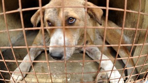 Túlavé psy útočili na ľudí. Zavolali policajtov na odchyt