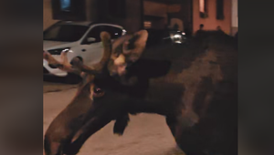 Zvieracia celebrita opäť na Slovensku: Los Emil sa ukázal v Skalici