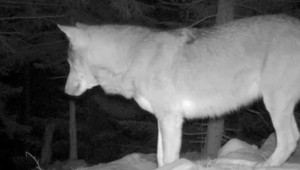 V Malej Fatre počítali šelmy. Výsledky ochranárov neprekvapili