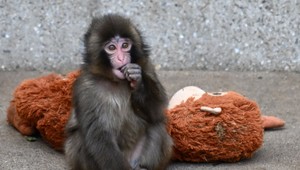 Malý makak Punch oslavuje prvé narodeniny. Ľudia zanechávajú v ZOO milé odkazy