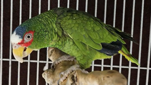 Hľadá sa nový domov pre papagája. Problém je, že si obľúbil vulgárny slovník