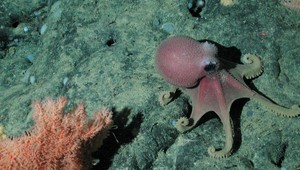 Chobotnica stráži vajíčka viac ako štyri roky