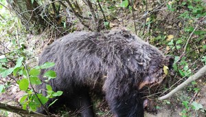 Z prechádzky sa stal boj o život: Medveďa zastrelil len meter od seba